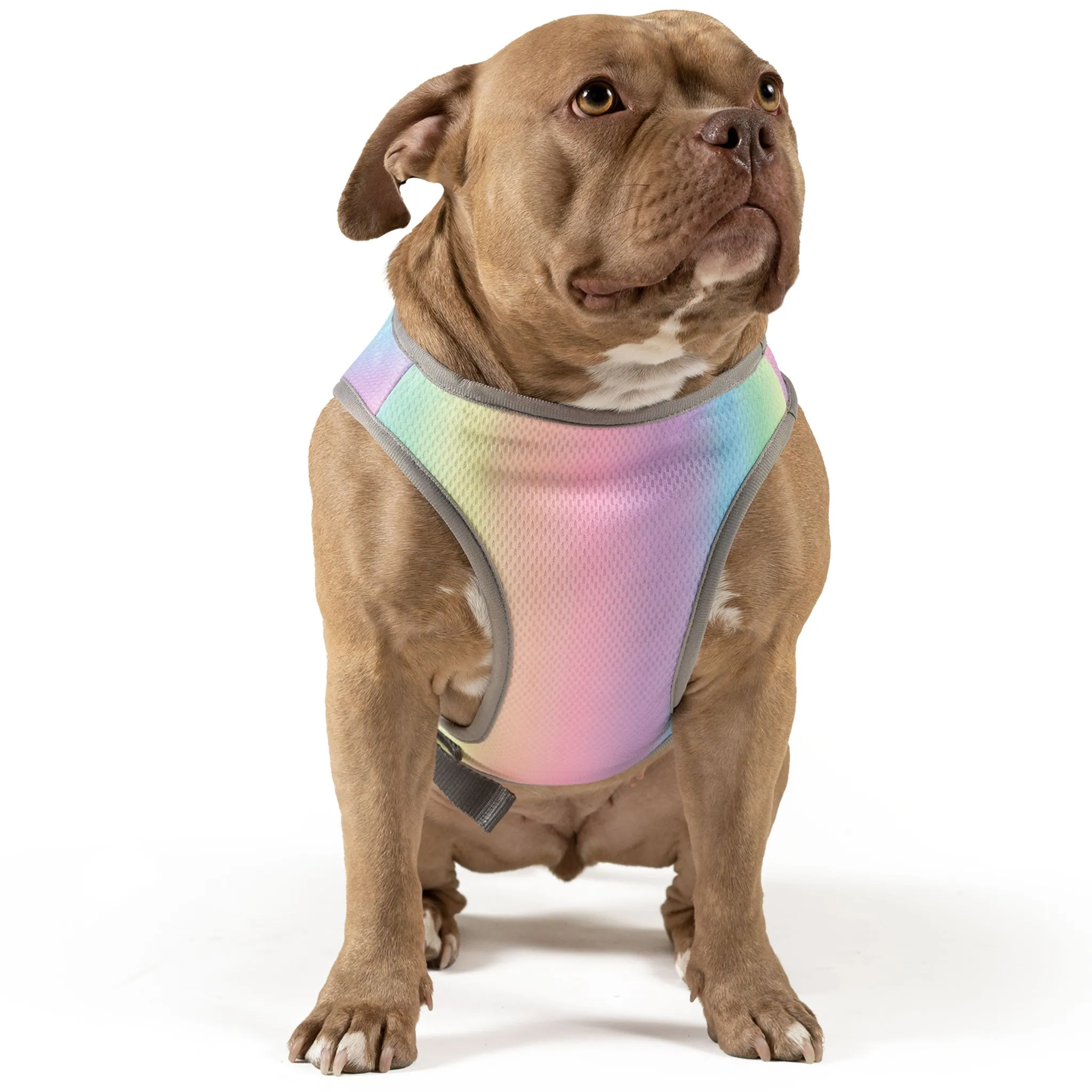 Canada Pooch Chill Seeker Rainbow Cooling Dog Vest