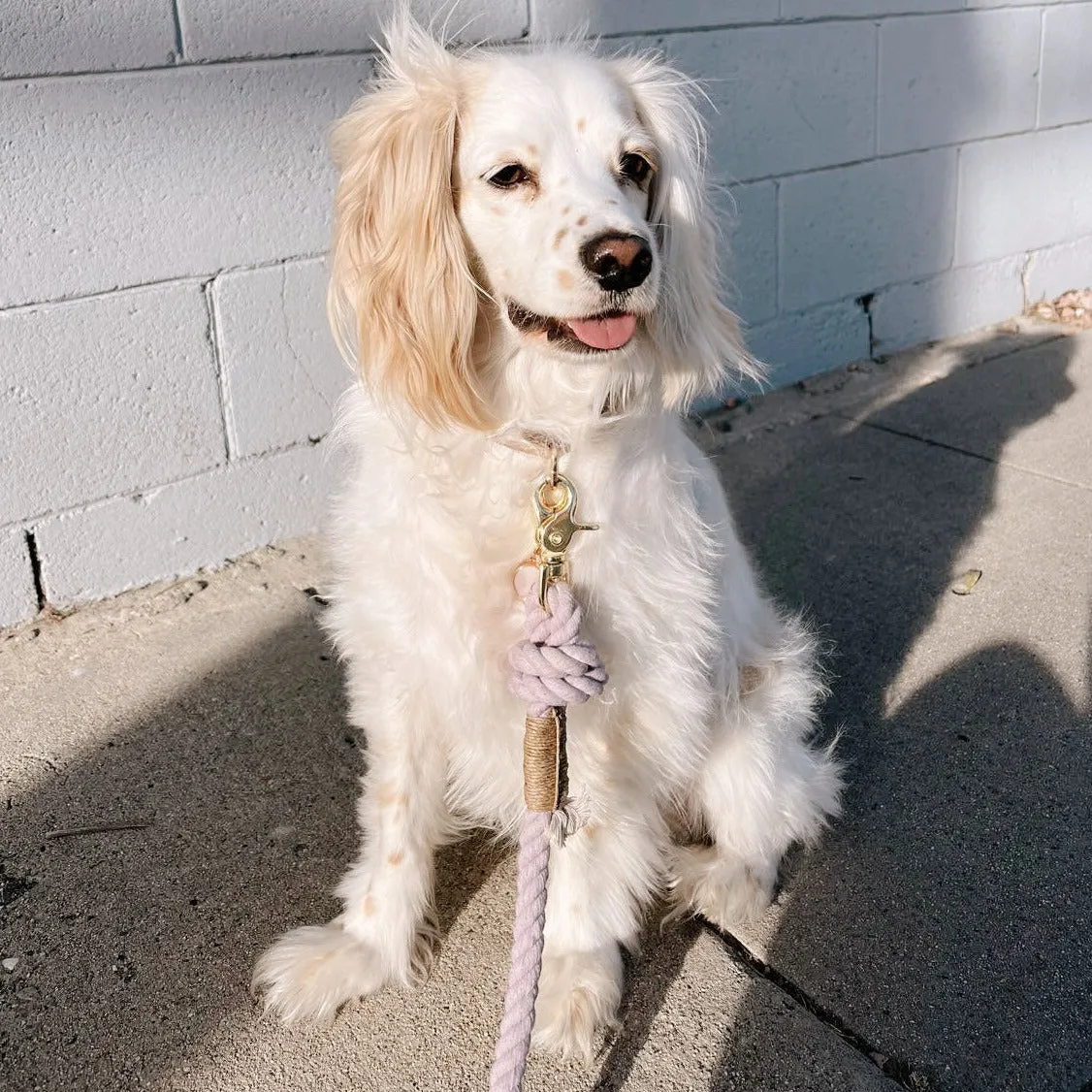 cotton rope leash - lavender fields