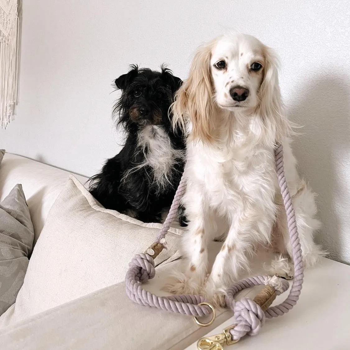 cotton rope leash - lavender fields