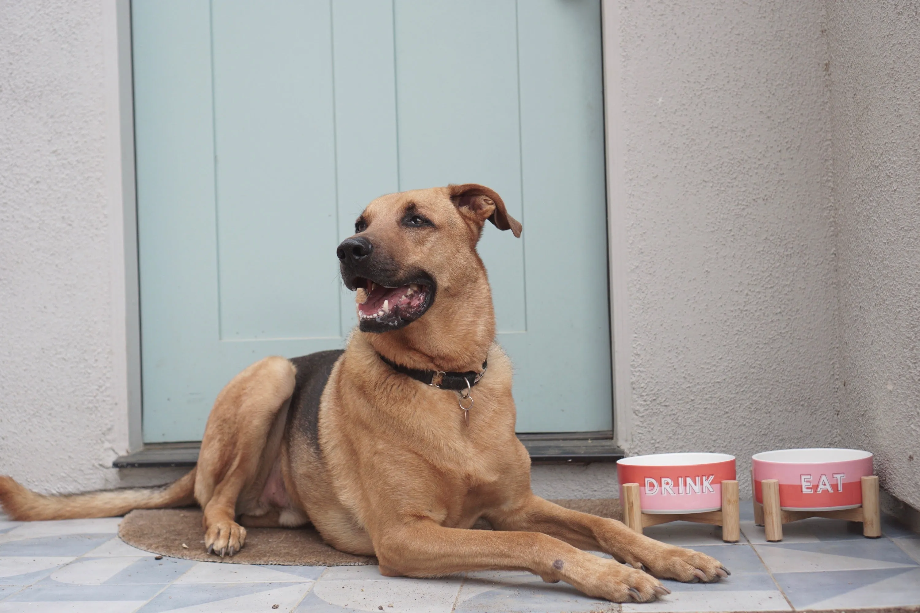 Elevated Bamboo Dog Bowl Stand