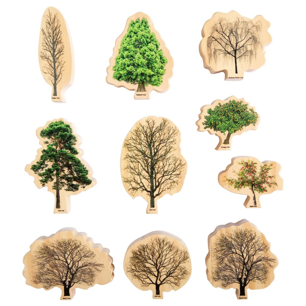 Trees Seasons